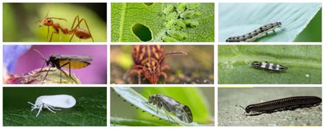 16 Common Garden Pests And How To Get Rid Of Them E Agrovision