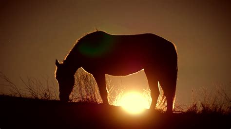 Beautiful Horse Silhouette On A Sunset Background Stock