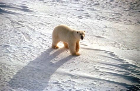 Imagen Gratis Blanco Polar Oso Nieve Ursus Maritimus