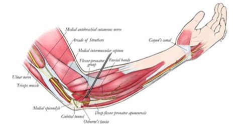 On the posterior side of the arm the extensor muscles, such as the extensor carpi ulnaris and. Diagram Of Ligaments And Tendons Under Arm / Anatomy Of ...