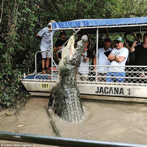 20ft Crocodile Named Dominator Leaps Out In Adelaide Daily Mail Online
