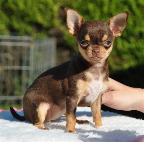 Deres særpreg er på en massiv halsen heller stort hode med uttrykksfulle øyne. Chiot - Elevage chihuahua Bretagne lof Des dunes de keremma