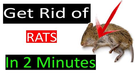 How To Get Rid Of Mouse Rats Permanently In A Natural Way Get Rid Of
