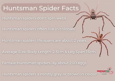 Huntsman Spider Bite How Dangerous Are They Firstaidpro