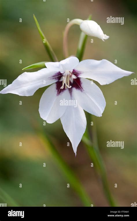 Gladiolus Callianthus Acidanthera Murielae Stock Photo Alamy