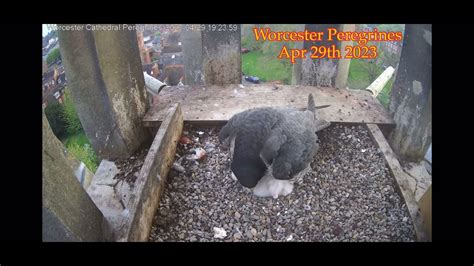 Worcester Peregrines And 4 Chicks Youtube