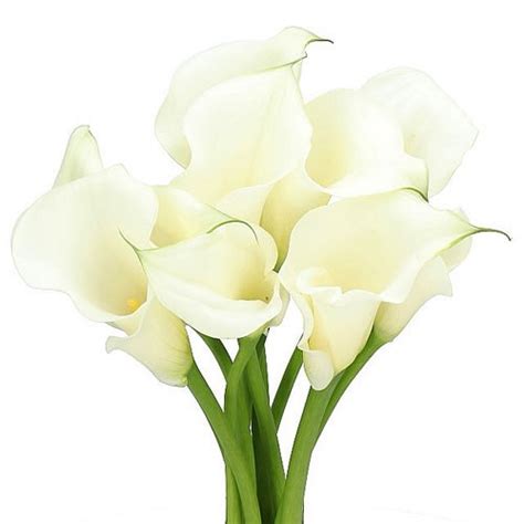 Calla Lily Pure Art Cm Wholesale Dutch Flowers Florist Supplies Uk