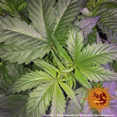 Afghan Hash Plant Regular Cannabis Seeds Barneys Farm