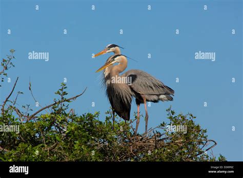 A Pair Of Great Blue Herons At The Venice Rookery In Venice Florida