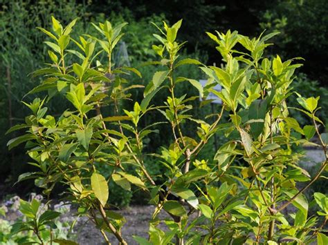 Allerdings müsste man sie wegen ihrer blätter streng genommen den. Kleinbäume - Der Kleinbaum
