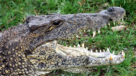 The alligatoridae, consisting of alligators and caimans; A Newly Discovered Difference Between Alligators and ...