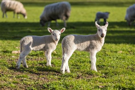 Spring Lambs Stock Photo Image Of Lambs Farmers Agriculture 24118248