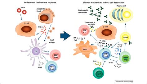Immune Mechanisms In Type 1 Diabetes Trends In Immunology