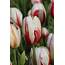 Striped Tulips In The Spotlight  Longfield Gardens