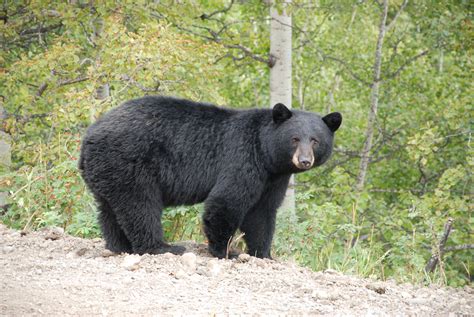 Identify A Bear Revelstoke Bear Aware Society