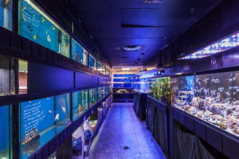 About Us Melbourne Palm Bay Rockledge Nahackys Aquarium