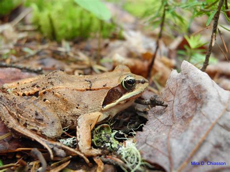 Wood Frog Speciesinfo