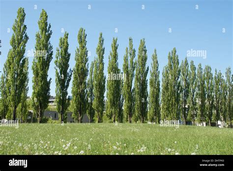 Fastigiate Tree Stock Photos And Fastigiate Tree Stock Images Alamy