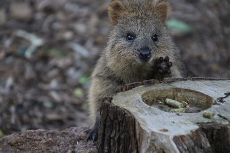 Little Quokka Joey Growing Up In The Bushwalk Perth Zoo
