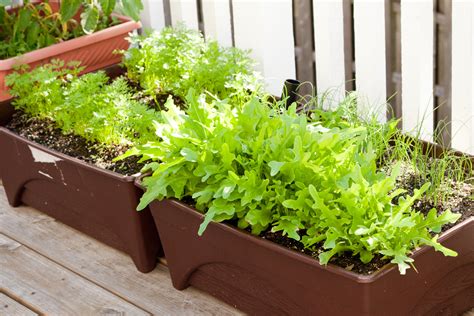 Not only do garden tubs take up valuable space, they're often placed in a carpeted bathroom, which if you own a home with a garden tub and you do use it, tearing out the carpet may be the first step in. Vegetable gardening in containers - Peanut Blossom