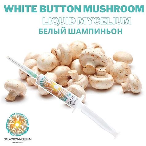 White Button Champignon Mushroom Liquid Culture 5 Cc Liquid Syringes