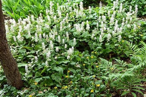 Plant Native Ground Covers And Make America Green Again Ground Cover