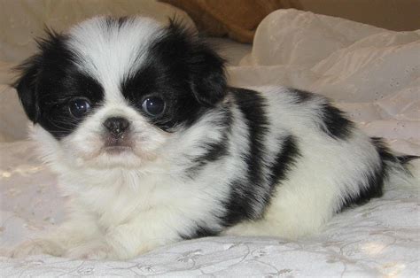Japanese Chin Info Temperament Puppies Pictures