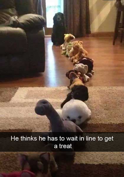 Funny Dog Snapchats That Will Have You Howling With Laughter Cute