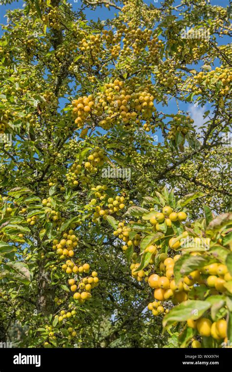 Yellow Fruited Crab Apple Tree Hi Res Stock Photography And Images Alamy