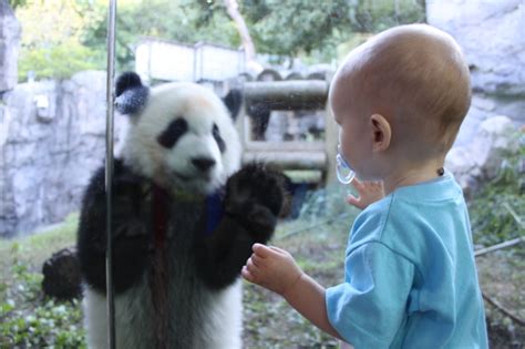 Zoo Atlantas Giant Panda Wild Encounters