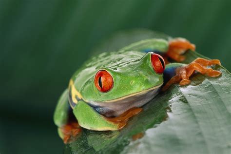 Animals Wildlife Nature Frog Amphibian Red Eyed Tree Frogs Wallpapers Hd Desktop And
