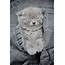 Cute Little Kitten  High Quality Animal Stock Photos Creative Market