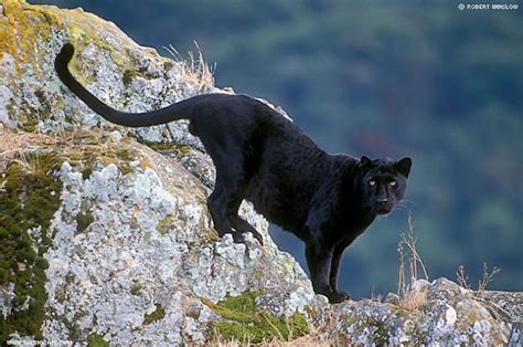 The Animal Wildlife Macan Tutul Hitamkumbang Black Panthera Pardus