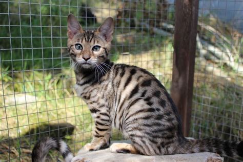 The dates that the kittens are available for reservation will be posted on their profile pages. Toyger Cats For Sale | Las Vegas, NV #97624 | Petzlover