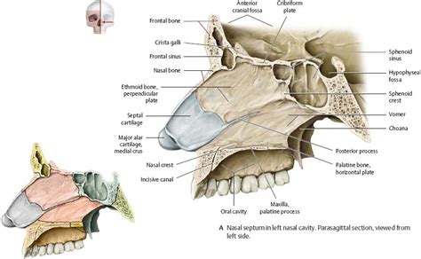 Nasal Cavity & Nose - Atlas of Anatomy