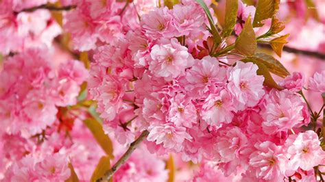 Beautiful Pink Blossoms Wallpaper Flower Wallpapers 52785