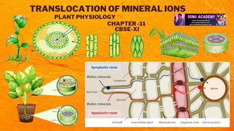 Translocation Of Mineral Ions Plant Physiology Unit 4 Transport