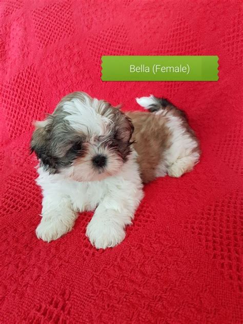 *this is actually a craft that my mom completed and i am. Shih tzu puppies for sale houston texas | Dogs, breeds and everything about our best friends.