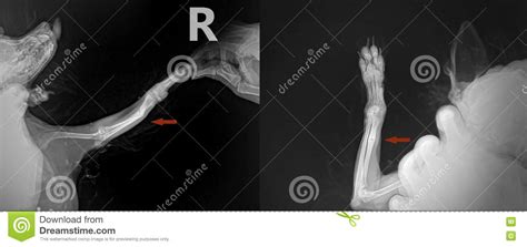 X Ray Of The Hind Leg Of A Cat With A Fracture Of The Shinbone Tibia