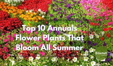Top 10 Annuals Flower Plants That Bloom All Summer