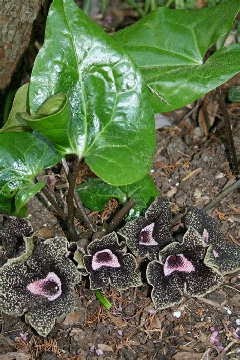 Asarum Nobilissimum Deep Throat Deep Throat Noble Wild Ginger