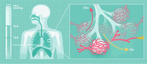 In agriculture, pests either feed on crops or livestock or compete with them for resources. how-we-breathe | Esquemas