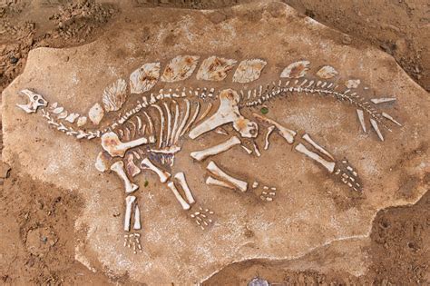 What Are Fossils And Where Are They Found The Most Discover Magazine