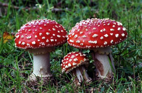 Free Images Group Red Fungus Fungi Toadstools Amanitamuscaria