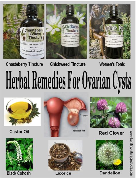 Best Herbal Remedies For Ovarian Cysts Kerstins Nature Products For
