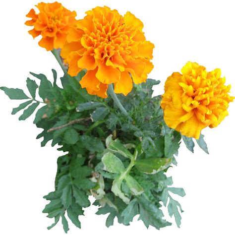 Mexican Marigold Plant Flower Clip Art Flower Tree Png Download