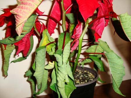 I'm hopefully going to give you some tips to help. Poinsettia (Euphorbia pulcherrima) Guide | Our House Plants