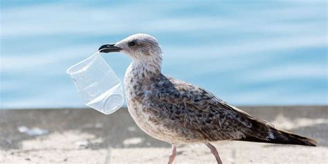 The Unknown Consequences Of The Legacy Of Plastic Found In Seabirds