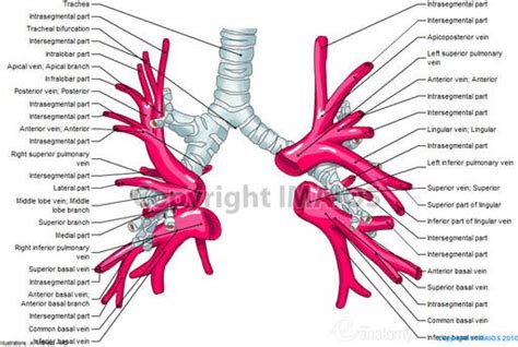 Pulmonary Vein And Artery