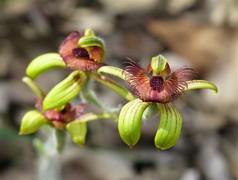 Native Bee Spider Orchid In Western Australia